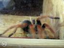 Brachypelma emilia - sklípkan Emiliin