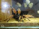 Brachypelma emilia - sklípkan Emiliin