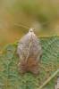 Acleris emargana - obaleč vykrojený