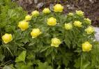 Trollius altissimus - upolín nejvyšší