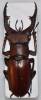 Lucanus marazziorum