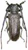 Prosopocera fossulata