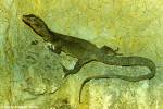 Varanus indicus - Mangrove Monitor