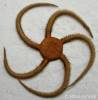 Ophiarachnella septemspinosa