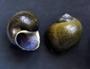 Pomacea flagellata - ampulárka bičíkatá