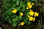 Caltha palustris - blatouch bahenní