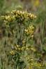 Inula conyzae - oman hnidák