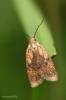 Agonopterix doronicella