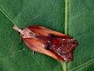 Acleris cristana