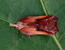 Acleris cristana