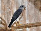 Accipiter soloensis