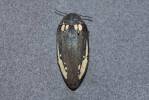 Sternocera orissa bertolonii