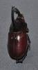 Augosoma centaurus - Centaurus beetle