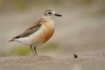 Charadrius obscurus - New Zealand Plover