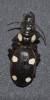 Anthia sexguttata sexguttata