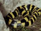 Bungarus fasciatus - bungar kroužkovaný