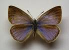 Iolana debilitata
