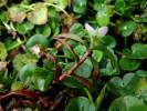 Murdannia triquetra