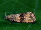 Celypha striana - obaleč pampeliškový