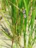 Murdannia nudiflora - Nakedstem Dewflower