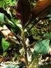 Amischotolype glabrata
