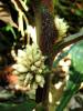 Amischotolype glabrata