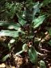 Amischotolype glabrata