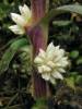 Amischotolype glabrata