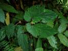 Begonia isoptera