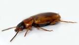 Acupalpus flavicollis