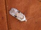Agonopterix alstromeriana - Poison Hemlock Moth