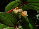 Begonia holttumii