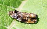 Pristerognatha fuligana