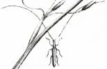 Nemotragus helvolus