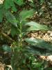 Amischotolype gracilis