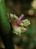 Amischotolype gracilis