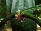 Amischotolype gracilis