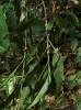 Amischotolype gracilis