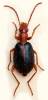 Brachinus sclopeta
