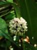 Amischotolype mollissima