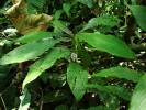 Amischotolype mollissima