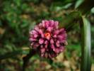 Amischotolype mollissima