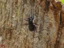 Tricondyla aptera