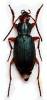 Chlaenius aeneocephalus aeneocephalus
