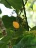 Gnetum gnemon