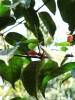 Gnetum gnemon