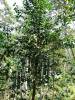 Gnetum gnemon