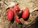 Gnetum gnemon