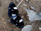 Euploea radamanthus radamanthus