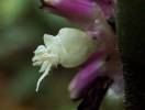 Amischotolype gracilis
